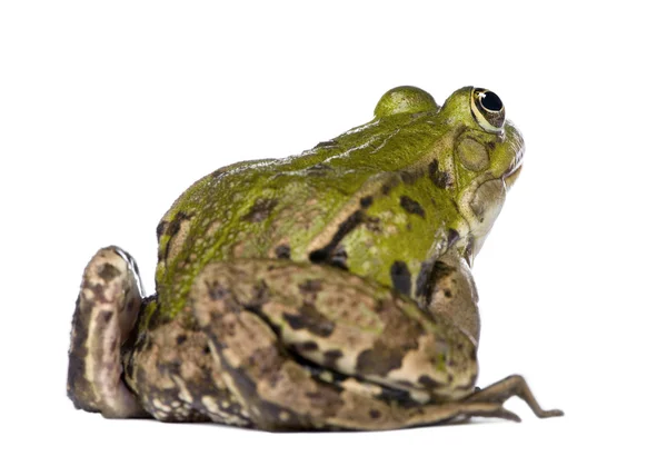 Back view of a Edible Frog - Rana esculenta — Stock Photo, Image