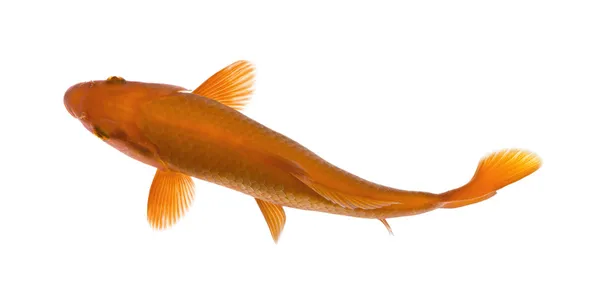 Peixe koi laranja, Cyprinus Carpio, tiro de estúdio — Fotografia de Stock