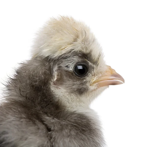 Közeli kép: bébi csirke fehér háttér előtt — Stock Fotó