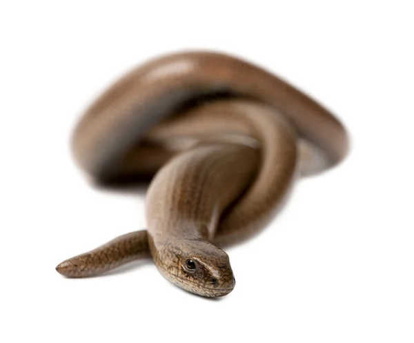 Čelní pohled slowworm - slepýš křehký — Stock fotografie