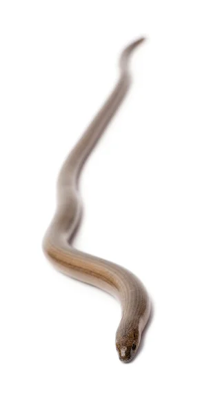 Slowworm - padalec zwyczajny — Zdjęcie stockowe