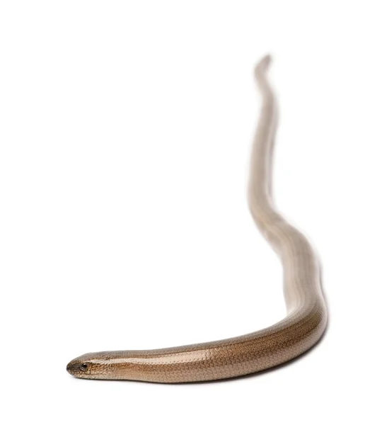 Slowworm - slepýš křehký — Stock fotografie