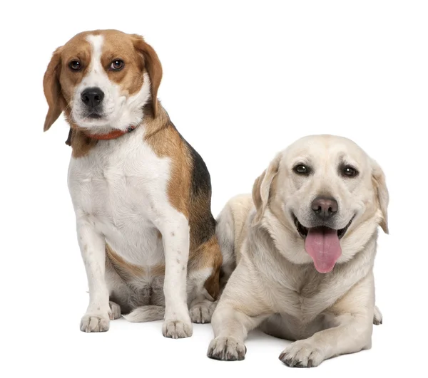 Couple of a Labrador and a beagle — Stock Photo, Image