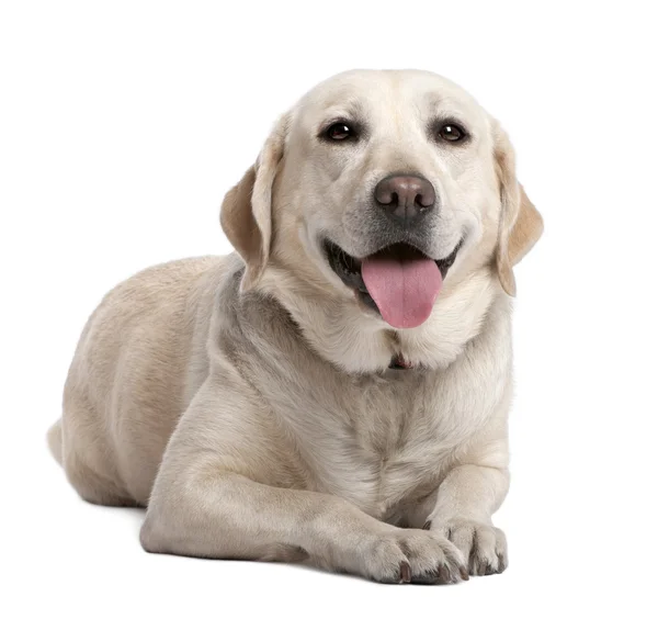 Labrador legt sich hin und hechelt — Stockfoto