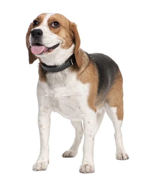 Beagle ofegante — Fotografia de Stock