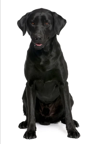 Labrador negro — Foto de Stock