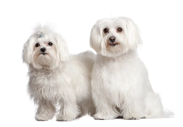Çiftin iki Malta köpeği — Stok fotoğraf