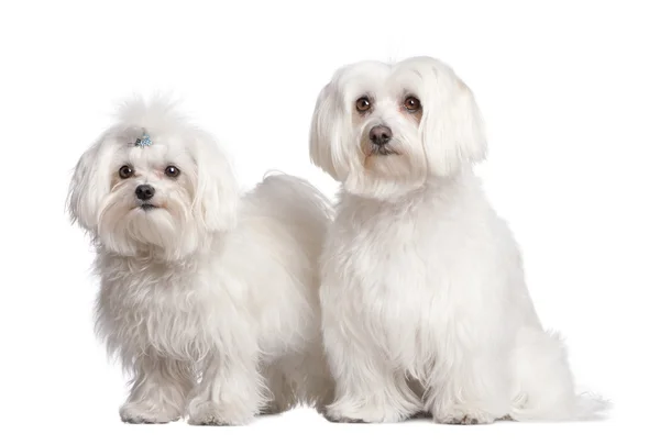A két máltai kutya pár — Stock Fotó