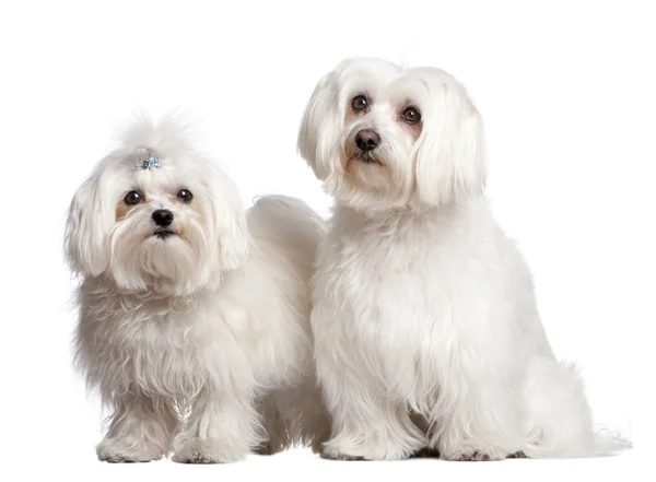 Doi câini maltezi — Fotografie, imagine de stoc