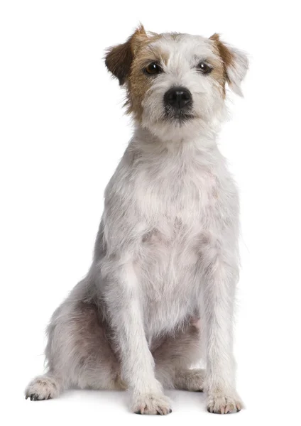 Parson Russell Terrier sitting in front of white background — Stock Photo, Image