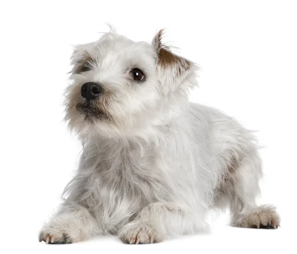Parson Russell Terrier sdraiato davanti allo sfondo bianco — Foto Stock