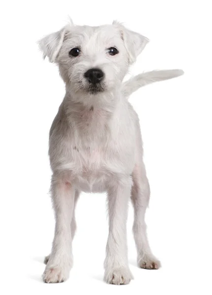 Parson Russell Terrier em frente ao fundo branco — Fotografia de Stock