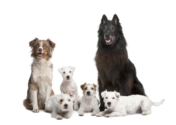 Skupina 5 psů, 4 parson russell teriér, australský ovčák a smíšené plemeno před bílým pozadím — Stock fotografie
