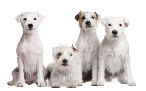 Group of 4 dogs : Parson Russell Terrier — Stock Photo, Image