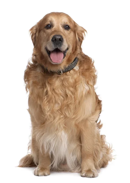 Brown Golden Retriever panting (7 years old) — Stock Photo, Image