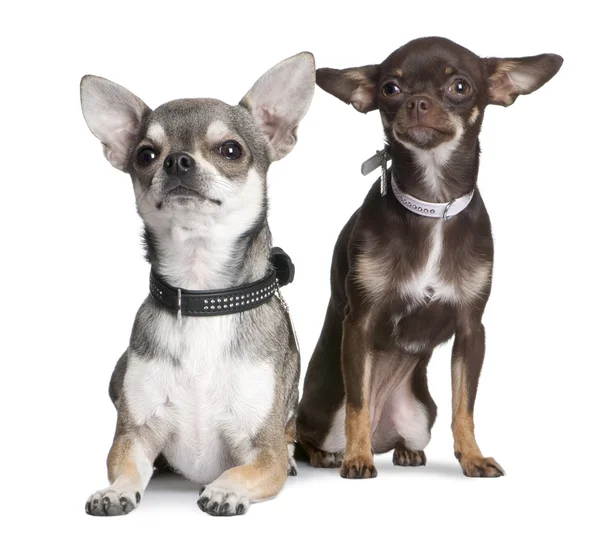 Chihuahuas — Fotografie, imagine de stoc