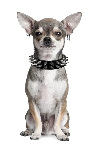 Retrato de Chihuahua — Fotografia de Stock