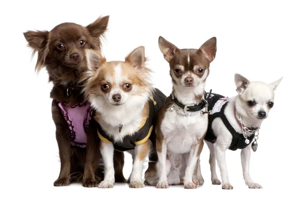 4 chihuahuas öltözött fel csoportja — Stock Fotó