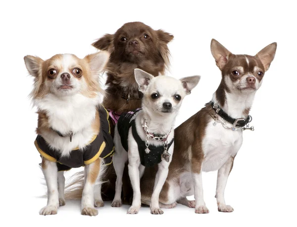 Group of 4 chihuahuas dressed-up — Stock Photo, Image