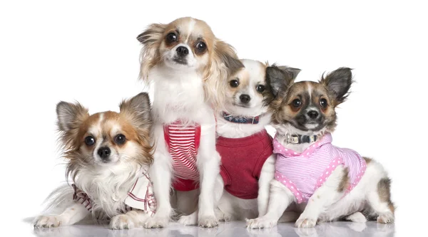 Grupp 4 chihuahuas uppklädda — Stockfoto