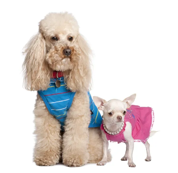 Poodle and chihuahua — Stock Photo, Image