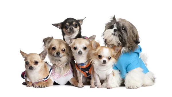 Grupp av hundar uppklädda: 5 chihuahuas och en Shih Tzu — Stockfoto