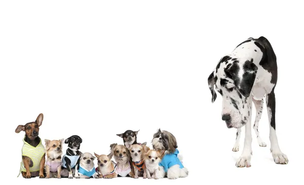 Large dog looking at small puppies in front of white background, — Stock Photo, Image