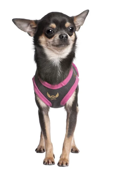 Chihuahua wystrojony w górze — Zdjęcie stockowe