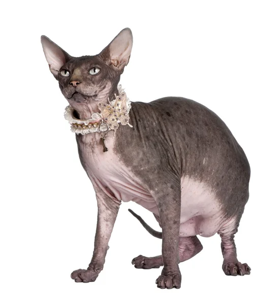 Sphynx (7 years old) — Stock Photo, Image