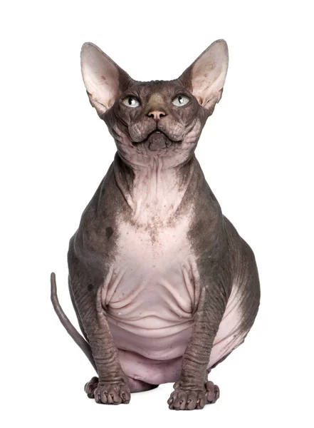 Sphynx (7 years old) — Stock Photo, Image