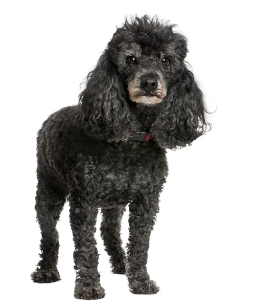 Παλιό μαύρο poodle (12 ετών) — Φωτογραφία Αρχείου