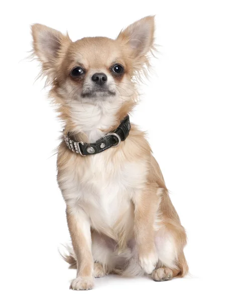 Chihuahua köpek yavrusu (8 ay yaşlı) — Stok fotoğraf