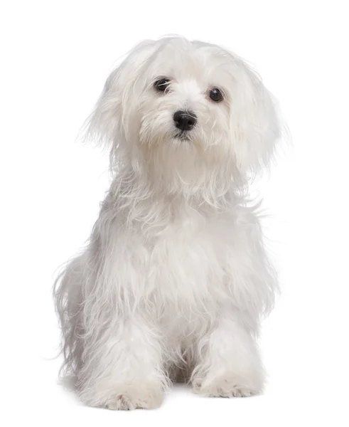 Cachorrinho de cão maltês (7 meses ) — Fotografia de Stock