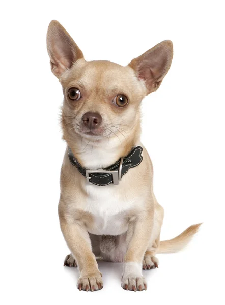 Chihuahua (1 rok staré) — Stock fotografie