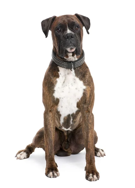 Boxer (4 years old) — Stock Photo, Image