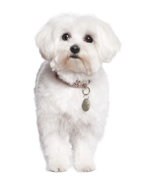 Malteser Hund (2 Jahre alt)) — Stockfoto