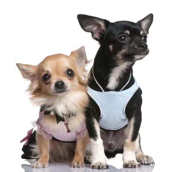 Chihuahuas ντυμένος-up — Φωτογραφία Αρχείου