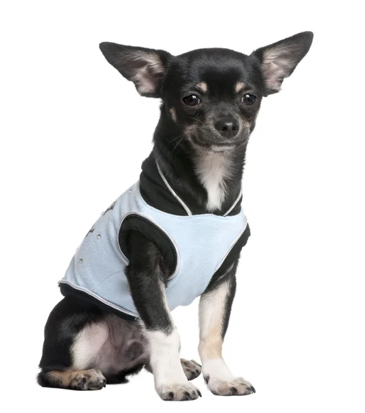 Chihuahua öltözve-up — Stock Fotó