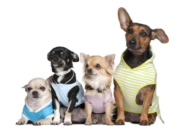 Grupp av 4 hundar uppklädda — Stockfoto