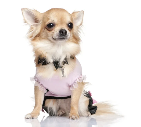 Chihuahua dessed upp — Stockfoto