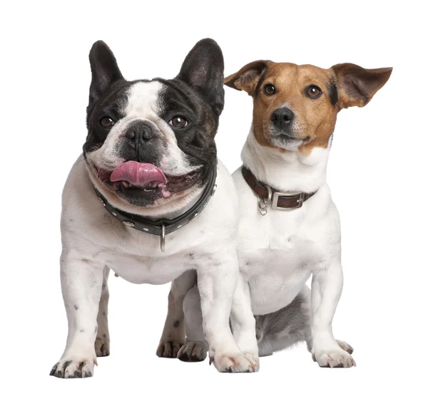 Casal de Jack Russell e bulldog francês — Fotografia de Stock