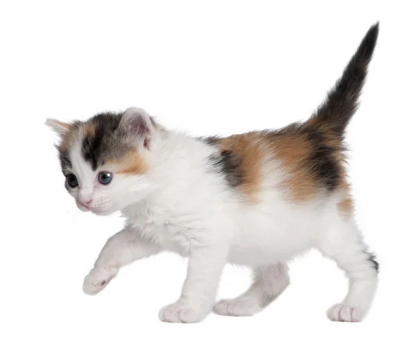 Kitten (1 maand oud) — Stockfoto