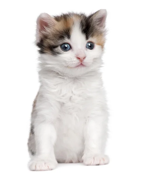 Kissanpentu (1 kuukauden ikäinen ) — kuvapankkivalokuva