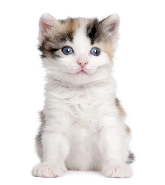 Kedi yavrusu (1 ay önce) — Stok fotoğraf