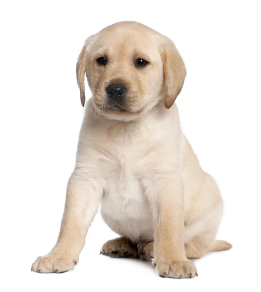 Labrador štěně (6 týdnů) — Stock fotografie