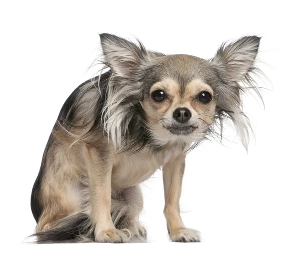 Langhaariger Chihuahua blickt in die Kamera (2 Jahre alt)) — Stockfoto