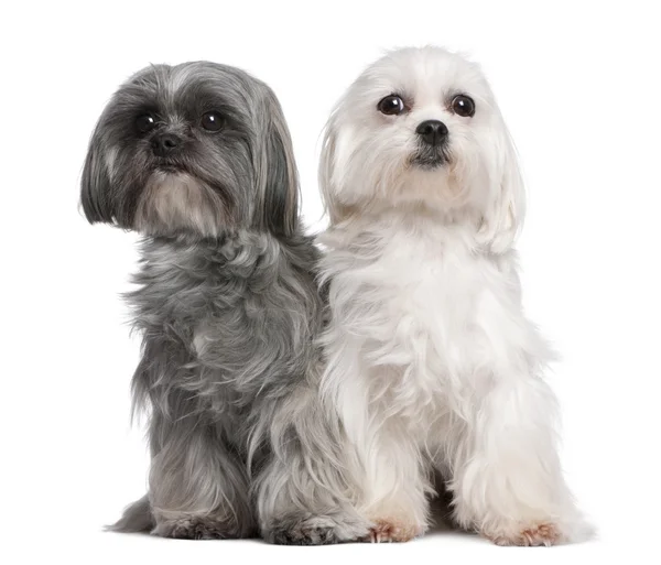 Mixed-Breed Dog with a maltese dog — Stock Photo, Image
