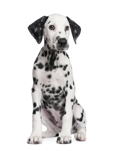 Anjing Dalmatian — Stok Foto