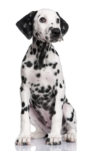 Anjing Dalmatian — Stok Foto