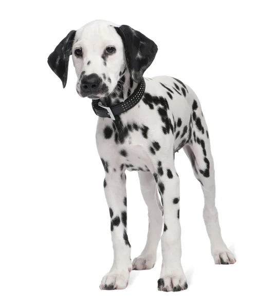 Dalmatian puppy — Stock Photo, Image
